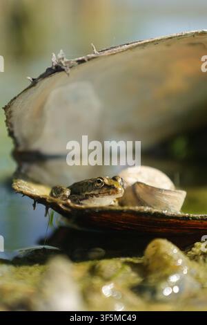 Small water frog (Pelophylax sp.) resting on the edge of an open freshwater mussel shell in shallow water. Stock Photo