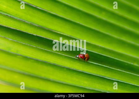Couple of ladybirds mating on leaf Stock Photo