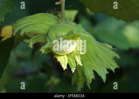 Close-up of young green hazelnuts developing inside fresh leafy husks on a common hazel branch, Corylus avellana. Stock Photo