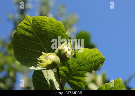 Two young green hazelnuts developing on a common hazel tree, Corylus avellana, surrounded by fresh green leaves against a clear blue summer sky Stock Photo