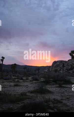 Joshua trees silhouetted against a vivid sunset sky, Joshua Tree National Park Stock Photo