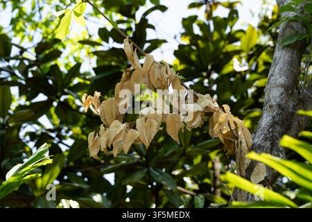 Brownish leaves hang from a tree branch. Sunlight glints through dense green foliage. Tree bark shows natural texture and depth. Leaves appear dry, co Stock Photo