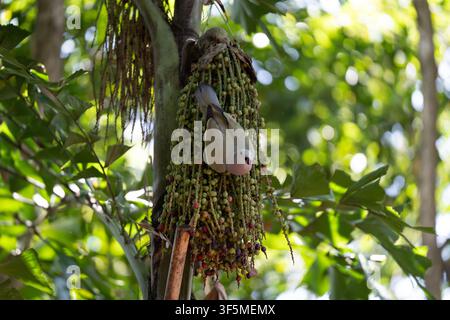 Two small birds perch on a palm fruit cluster. Green and brown fruits hang in dense bunches. Leaves and branches form a natural canopy. Bright light f Stock Photo