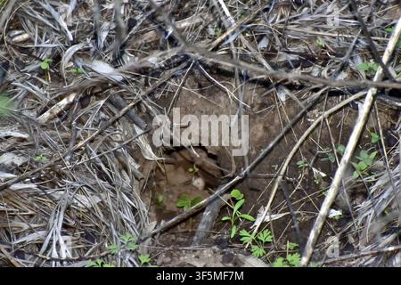 A small ground burrow sits among dry leaves, twigs, and scattered green plants, its entrance pressed into compact soil. Stock Photo