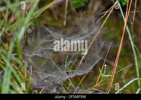 A delicate sheet‑like spider web lies among blades of grass, its fine silk threads coated in tiny dew droplets that shimmer softly in natural light. Stock Photo