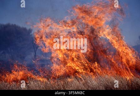 A RAGING BUSHFIRE BURNS THROUGH SCRUBLAND IN THE GREAT VICTORIA DESERT, WESTERN AUSTRALIA. Stock Photo