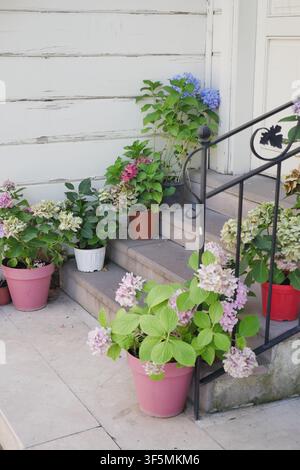 Flower pots on steps by a house in a garden setting Stock Photo