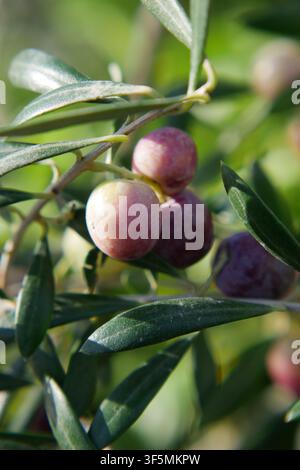 Olives growing on a tree branch in a sunny location Stock Photo