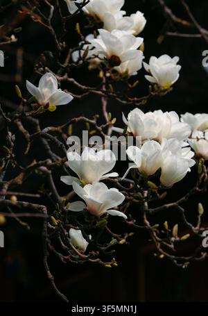 magnolia blooming on tree branches Stock Photo