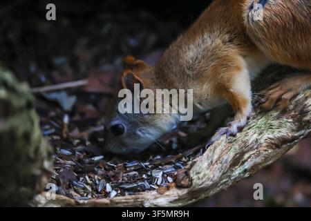 A gray-red squirrel eats on the ground. Side view. Stock Photo