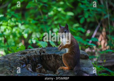 A gray-red squirrel eats on the ground. Side view. Stock Photo