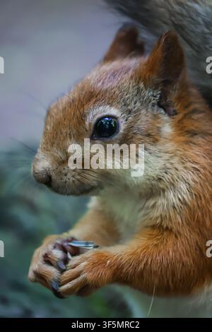 A gray-red squirrel eats on the ground. Side view. Stock Photo