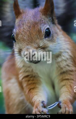 A gray-red squirrel eats on the ground. Side view. Stock Photo