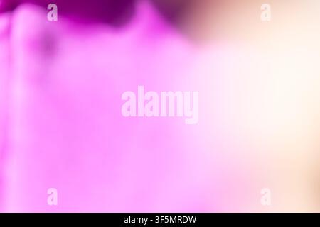 Soft Pink Gradient Background with Subtle Light Movement Stock Photo