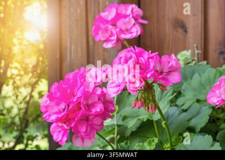 Richly blooming geranium flowers on the windows Stock Photo