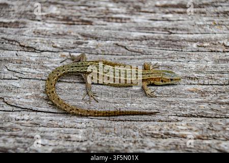 Common wall lizard resting on weathered wood Stock Photo