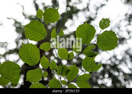 Low angle photograph of translucent green hazel leaves growing on thin branches, backlit by soft natural light against a blurred forest canopy backgro Stock Photo