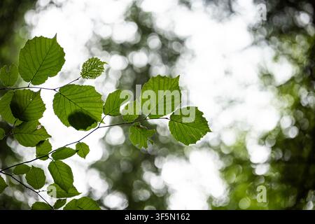 Low angle photograph of translucent green hazel leaves growing on thin branches, backlit by soft natural light against a blurred forest canopy backgro Stock Photo
