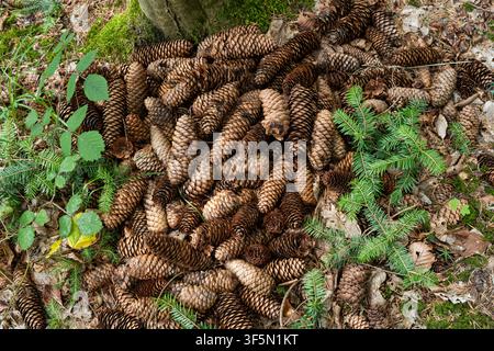 Top view of a high concentration of brown spruce pine cones gathered at the base of a tree trunk surrounded by green foliage on the mossy forest floor Stock Photo