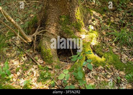 Detailed shot of an animal burrow or natural cavity hollowed out beneath moss-covered tree roots on a sunny forest floor surrounded by fallen leaves a Stock Photo