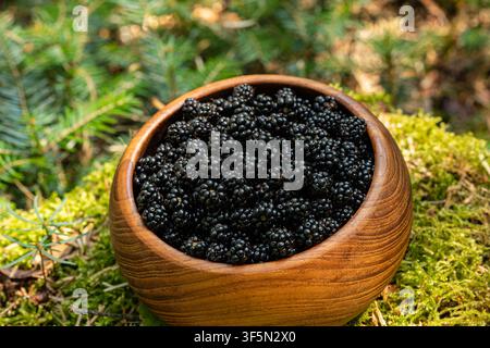 Detailed close-up view of a rustic wooden bowl filled to the brim with freshly harvested black wild blackberries resting on soft green moss in a woodl Stock Photo