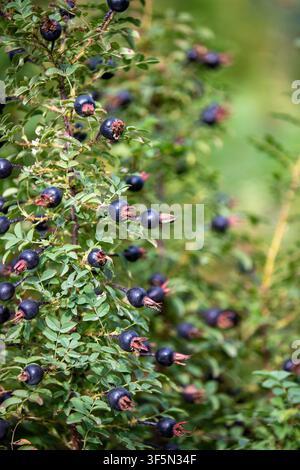 Close-up of ripe black rose hips on a thorny bush branch with green leaves in autumn. Stock Photo