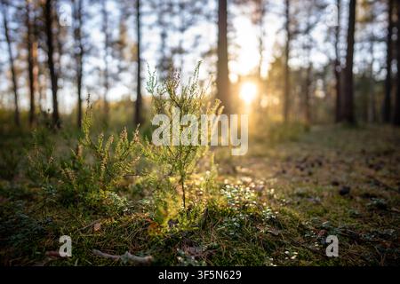 Morning in wild fall pine forest with rays of sun shining through heather bush and trees. Calmness.  Stock Photo