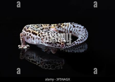 a leopard gecko on a dark background Stock Photo