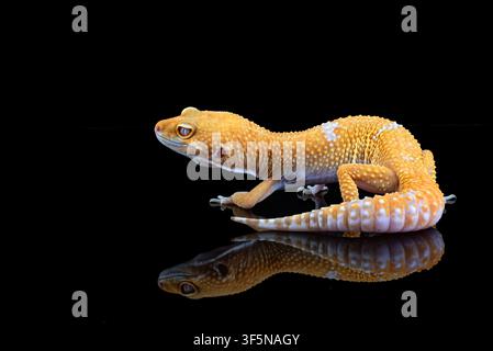 a leopard gecko on a dark background Stock Photo