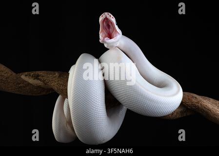 an albino python coiled around a tree branch Stock Photo