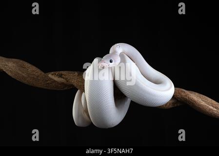an albino python coiled around a tree branch Stock Photo