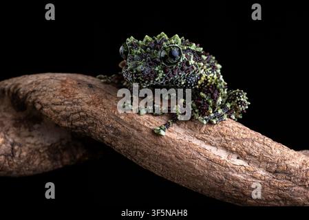 Close up portrait of a mossy frog Stock Photo