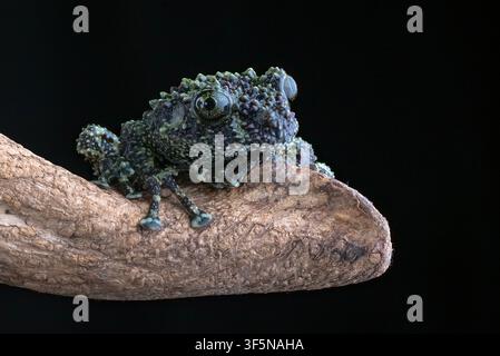 Close up portrait of a mossy frog Stock Photo