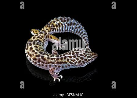 a leopard gecko on a dark background Stock Photo