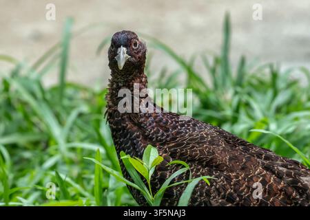 a melanistic pheasant is among the grass looking for insects for food Stock Photo