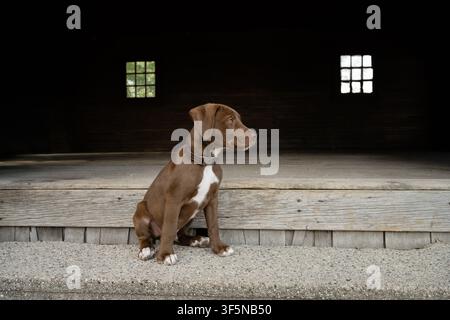 Chocolate lab puppy sits patiently on steps Stock Photo