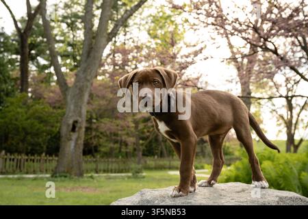 Curious brown puppy standing on a rock outside Stock Photo