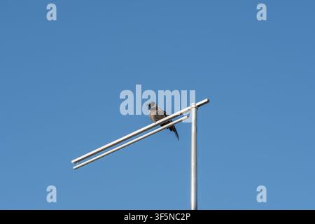 A close up view captures a hooded crow resting calmly on an antenna pole under a clear blue sky. Fine feather detail is visible across its gray chest Stock Photo