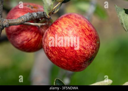 Two ripe red apples hanging from a tree branch in an orchard Stock Photo