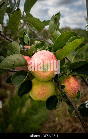 Red and yellow apples growing among green leaves on a fruit tree Stock Photo