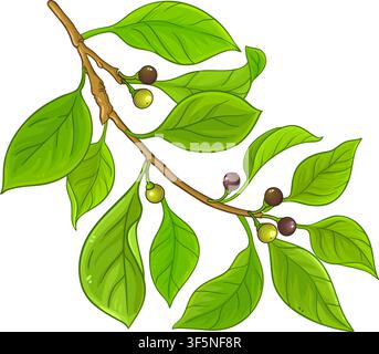 Camphor Branch Colored Detailed Illustration. Stock Vector