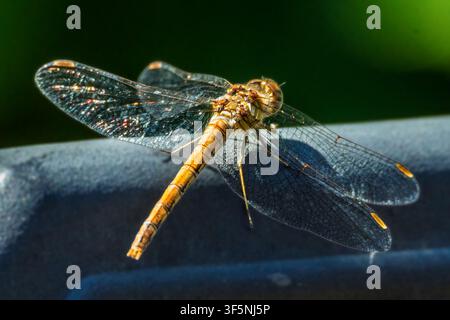 THe Common Darter dragonfly. Stock Photo