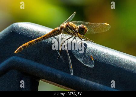 THe Common Darter dragonfly. Stock Photo