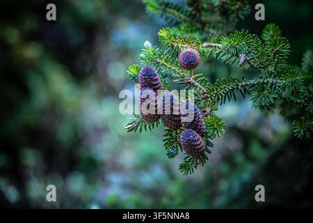 Close-up of young Abies koreana cones on evergreen branch Stock Photo