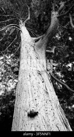 Monochrome low-angle shot looking up the massive, textured trunk of a towering Giant Sequoia tree into it's dense branch canopy. Stock Photo