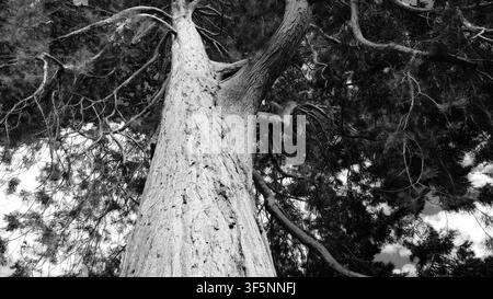 Monochrome low-angle shot looking up the massive, textured trunk of a towering Giant Sequoia tree into it's dense branch canopy. Stock Photo