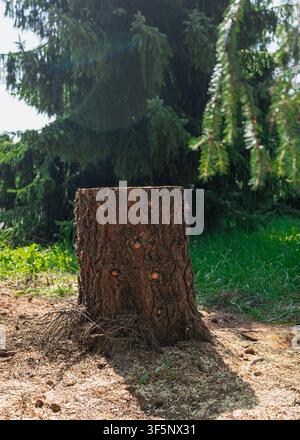 Fresh Tree Stump in Forest After Tree Removal Stock Photo