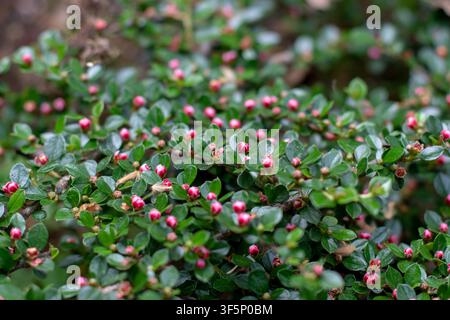 Graceful branches of Cotoneaster horizontalis, also known as rockspray cotoneaster or wall cotoneaster, covered with glossy leaves and pink spring bud Stock Photo