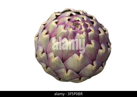 Large edible bud of Cynara cardunculus var. scolymus, also known as globe artichoke, French artichoke and green artichoke, isolated on a white backgro Stock Photo