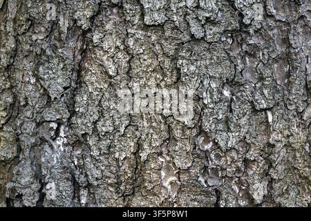 Close-up view of rough tree bark showing a cracked, textured surface with subtle moss and natural aging. Earthy tones and organic patterns make a vers Stock Photo